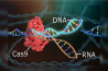 CRISPR – O SISTEMA DE ALTERAÇÃO DO DNA