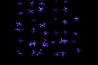 AVANÇOS EM LUCIFERASE – CELESTE SOLUM