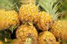 A COMBINAÇÃO DE BROMELAÍNA E ACETILCISTEÍNA (BROMAC) INATIVA SINERGICAMENTE O SARS-COV-2