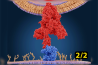 A PROTEÍNA SPIKE, ACE-2, CONTEÚDO DE CISTEÍNA E MUDANÇA REDOX (2/2)