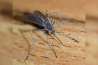 “MOSQUITOS-VACINA” DE BILL GATES E OS CASOS DE LEPRA NA FLÓRIDA