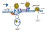 ACE2: A PROTEÍNA DO NOSSO ORGANISMO QUE FACILITA A ENTRADA DO SARS-CoV-2 (CAUSADOR DA COVID-19)