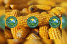 ADEUS “OGM” – OLÁ “FEITO POR BIOENGENHARIA”