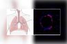 UMA VACINA DE MRNA COVID COM NANOPARTÍCULAS, SEM NECESSIDADE DE INJEÇÃO