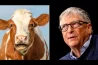 BILL GATES DESENVOLVE ‘VACINA CLIMÁTICA’ PARA INJETAR MILHÕES DE VACAS PEIDANTES