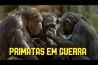 PRIMATAS EM GUERRA – DOCUMENTÁRIO