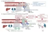 REVISANDO “COMPLICAÇÕES VASCULARES PERSISTENTES NA COVID LONGA: O PAPEL DA DESATIVAÇÃO DA ACE2, MICROCOÁGULOS E FIBROSE UNIFORME”