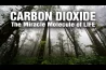 A REVOLUÇÃO VERDE: COMO O CO2 ESTÁ SALVANDO O PLANETA, NÃO DESTRUINDO-O