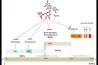 RUTINA: INIBE O PICO DO SARS-COV-2 E MPRO – CITOTÓXICO PARA CÉLULAS CANCERÍGENAS