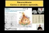 FUNDAMENTOS DAS NEUROCIÊNCIAS – COMO O CÉREBRO APRENDE